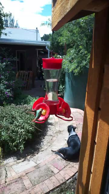 motion_video_20260901_133908_web_1080p_5M.mp4